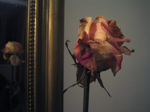 blog