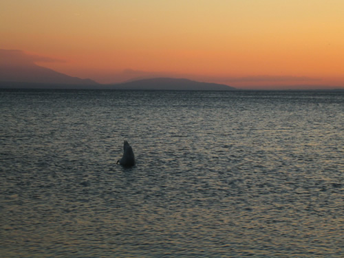 blog
