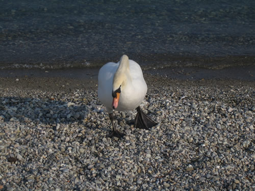 blog