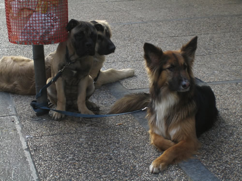 blog