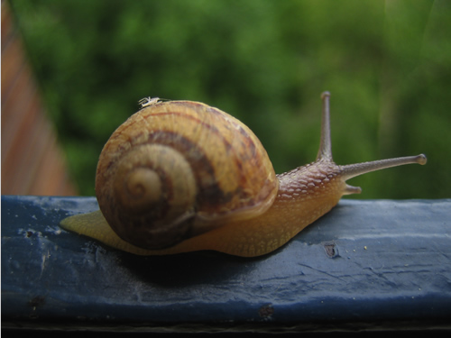 blog