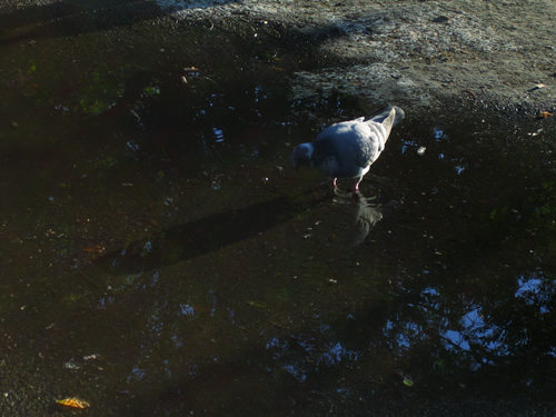 blog