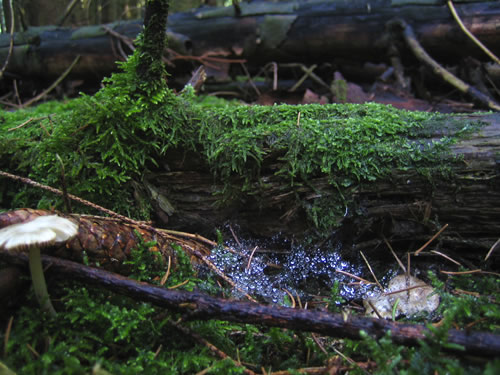 blog