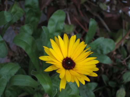 blog