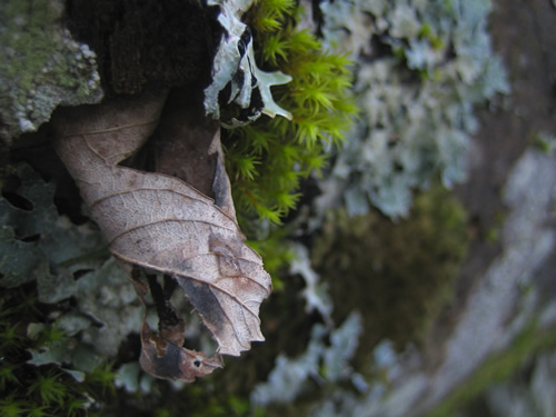 blog