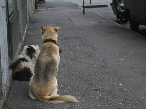 blog
