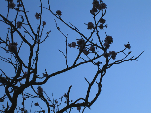 blog