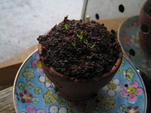blog