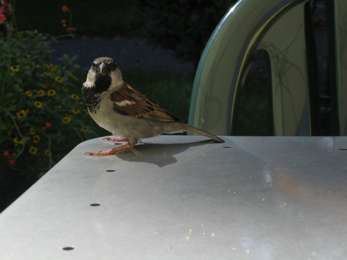 blog