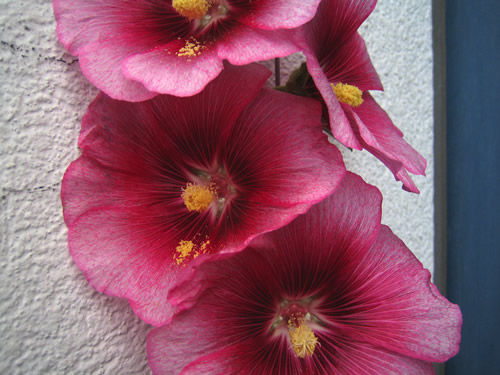 blog