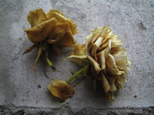 blog