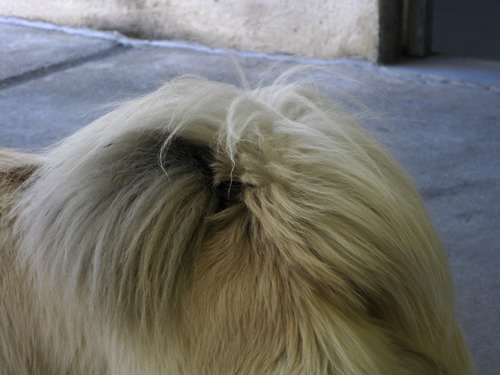 blog