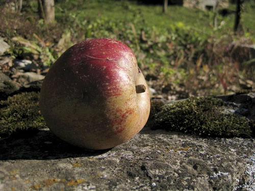 blog