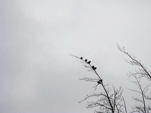 blog