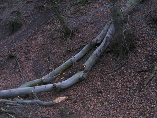 blog