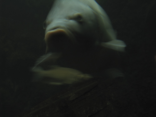 blog