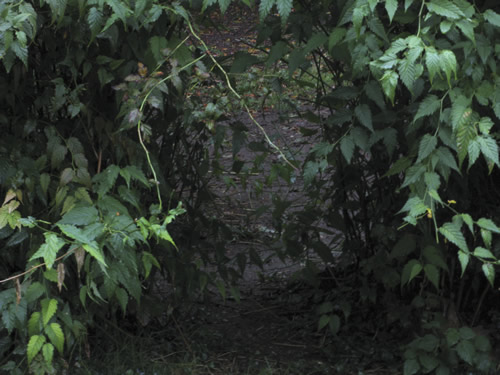 blog