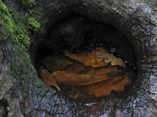 blog