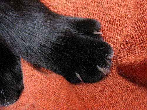 blog