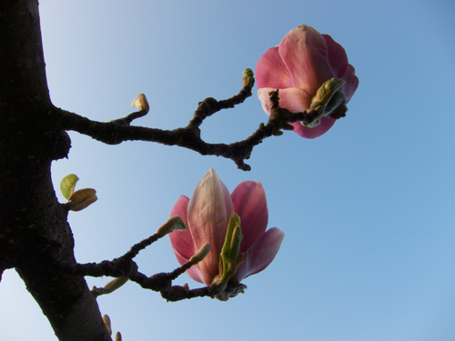 blog