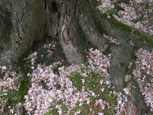 blog