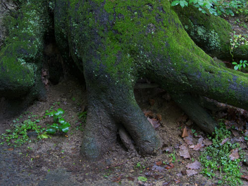 blog