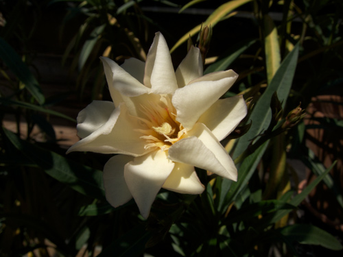 blog