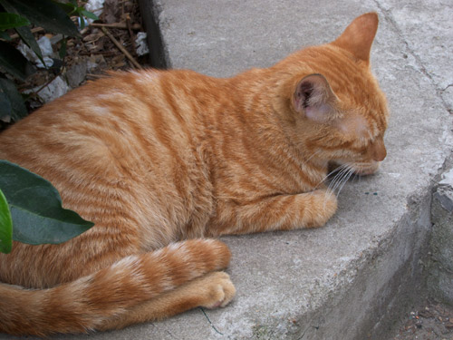 blog
