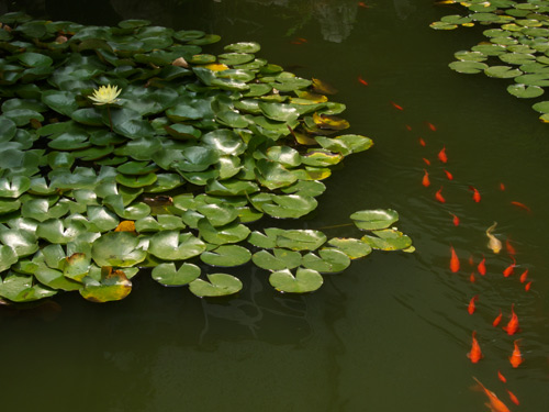 blog