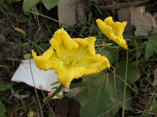 blog