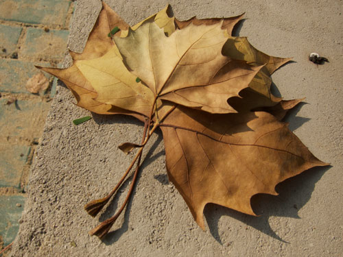 blog