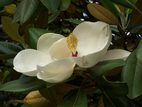 blog