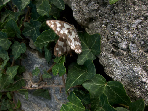 blog