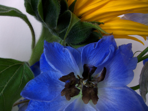blog