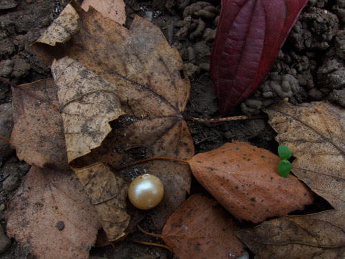 blog