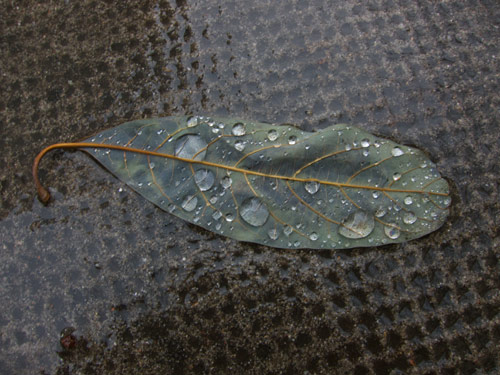 blog
