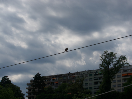 blog