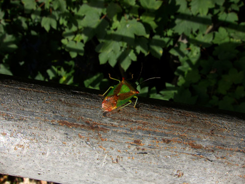 blog