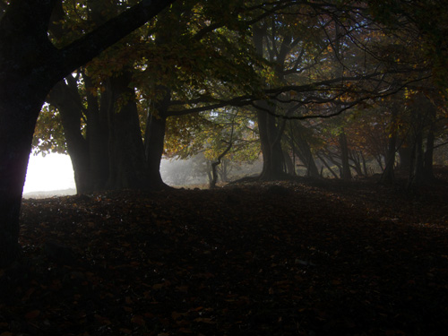 blog