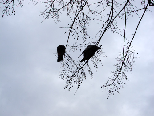 blog