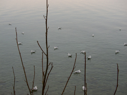 blog
