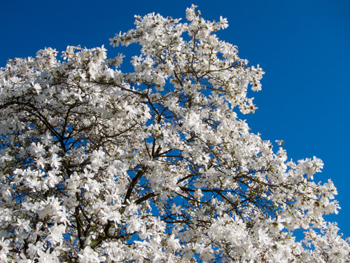 blog