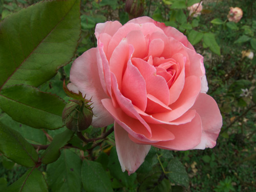blog