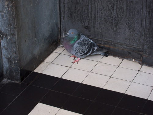 blog