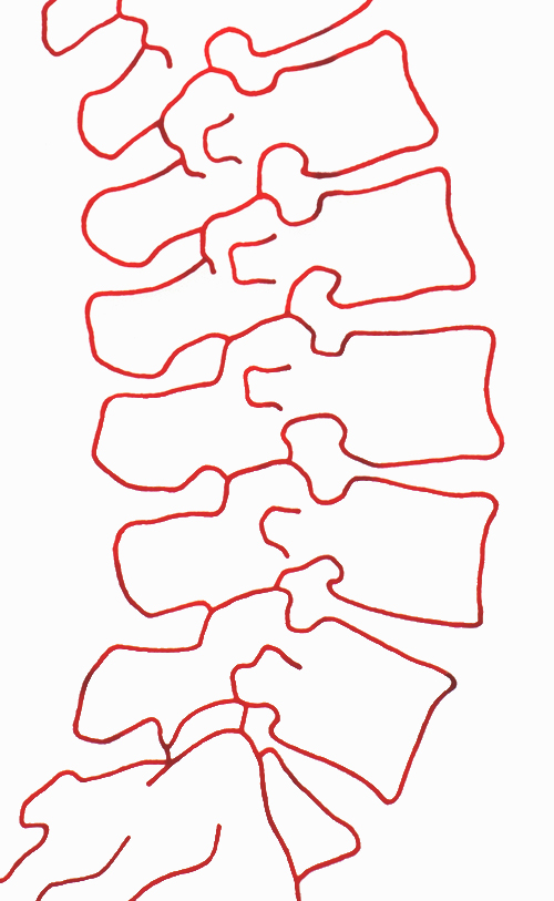 spine