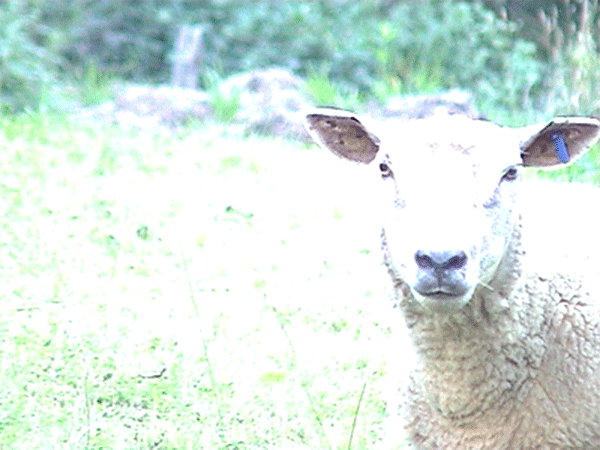 Ovis