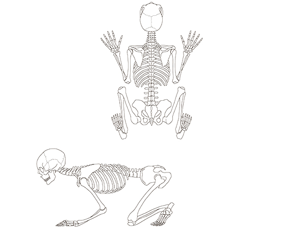 sapiens